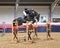 Call Me A Winner! James Whitaker lands the Winter Grand Prix at Arena UK with Just Call Me Henry